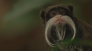 15K views · 774 reactions | In fall 2019, Amazonia welcomed two mustachioed monkeys into our zoo family: emperor tamarin brothers Fleck and Poe! In honor of National Zookeeper Week, learn what makes this species special from keeper Denny Charlton. Q+A: https://s.si.edu/2WQxtB9. #NZKW2020 #TBT | Smithsonian’s National Zoo and Conservation Biology Institute | Facebook