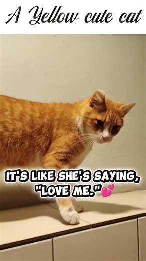 A Yellow Cute Cat 🥰💕