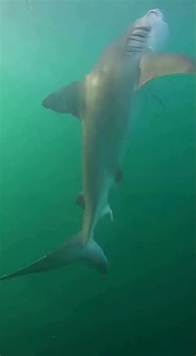 Bull Shark Sneaks Up Behind Spearfisher — He Didn’t Notice It #shark