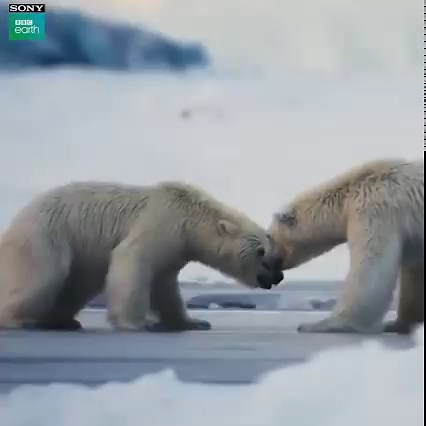 Ready to meet the wildlife of the frozen world? Fun fact: they are equipped with specialised hunting skills which help them survive the freezing temperatures. 1 day to go for many more such frozen secrets to be spilled! Discover the frozen lands on Frozen Planet II premiering tomorrow only on Sony BBC Earth at 12 PM & 9 PM. #SonyBBCEarth #FeelAlive #FrozenPlanet2 #PolarRegions #Snow #Wildlife #Nature #FrozenPlanet | Sony BBC Earth
