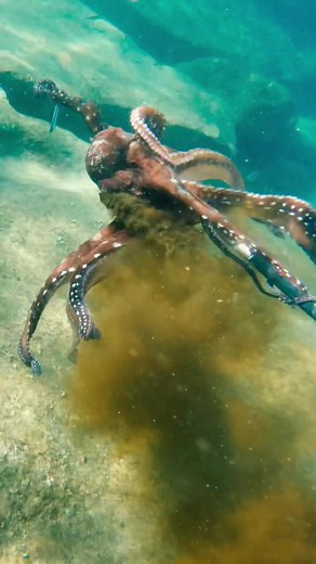 Cooking a Giant Octopus for Dinner | Catch and Cook Adventure!