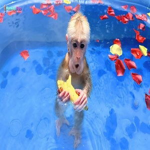 40K views · 1.2K reactions | Kyo shows off her swimming skills and super cute outfit choices! . . . #babymonkeycutis #monkeyphoto #BiBi #cutis #reelsviral #monkeys #monkey #reel #viral #fyp #usa #reelfb #funny #tiktok #babymonkey #Shorts #kaka #Familykaka #lovely #animals #cute #baby #JicJic #nana #monkeynana | Slingshot ride | Facebook