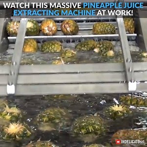 981K views · 1.4K shares | Watch this massive pineapple juice extracting machine at work via indelicatotech.com | Interesting Engineering | Facebook