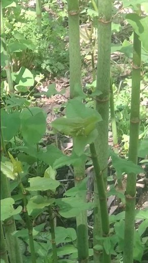 タデ科 イタドリ（虎杖） 山菜 漢方
