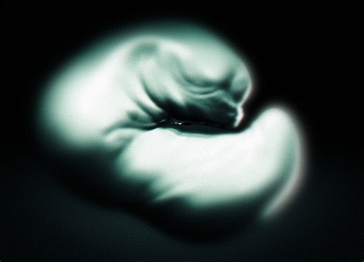 Alien Anatomy Flex Animation Demonstration, Garry Donzelli Gray