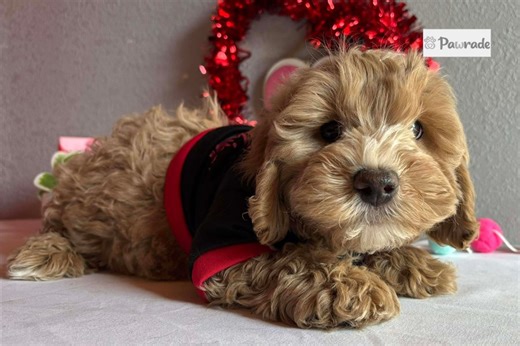 Escobar - Cavapoo Puppy 7AE357