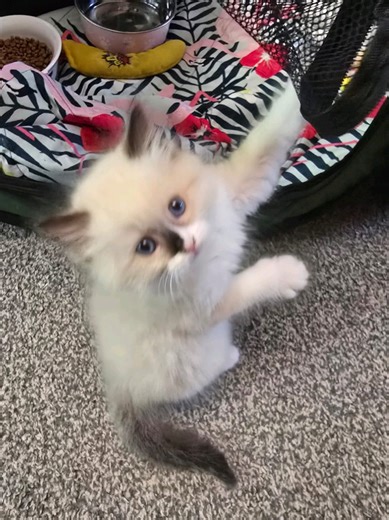 Exploring Judith Butler's Impact on Media and English Studies