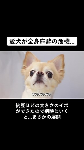 愛犬が全身麻酔の危機...まさかの展開