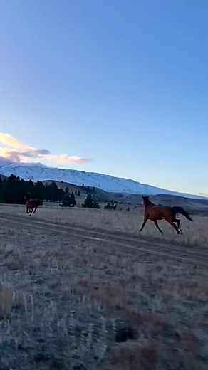 Song About Horses | Running Up That Hill