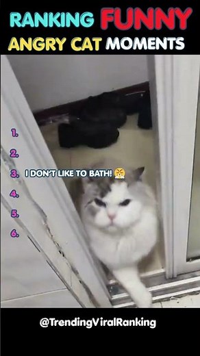 Ranking Funny Angry Cat Moments #funnycats #cat #catvideos #ranking #shorts #trendingnow