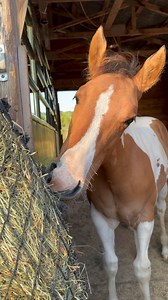 Forage First: The Foundation of a Balanced Diet One of the most overlooked — and most important — pieces of equine nutrition is a hay analysis. Hay makes up the majority of most horses’ diets. It is their primary source of energy, protein, and minerals. Yet many people will invest hundreds (or thousands) of dollars in supplements without ever testing the forage that makes up 70–100% of what their horse eats daily. A hay analysis tells you: * Protein levels * Energy (NSC, ESC, starch) * Fiber con