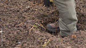 Tree planting event. Environmental action to create a forest by planting oak tree sapling. Close up view with the legs of a man while pounding the soil next to the tree. 4k video.