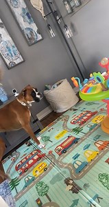 👯‍♀️ Sister squad goals with these crazy boxers! 🐾 Their antics never get old — always keeping us laughing. #SillyDogs, #CrazyGirls, and pure Boxer love! 😆❤️ #BoxerSisters #BoxerLife #BoxerPuppy #BoxersOfTikTok #FunnyBoxers #DogSquad #SillyDogMoments #BoxerVibes #DogsofTikTok #FYP #ViralDogs #BoxerLove #CrazyBoxers #BoxerEnergy #BoxerLife | Georgie The Singing Boxer