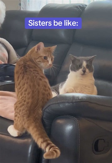 Sisters and Cats: Hilarious Shenanigans Unleashed