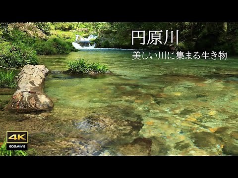 4K 映像 + 自然環境音 / 円原川 美しい湧水の川と生き物たち