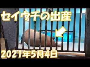 セイウチの出産 2021年5月4日 Birth of Walrus