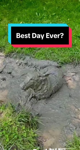 Filthy? Yes. Irresponsible? No. Vaccines, lepto, flea/tick & heartworm prevention = non-negotiable. The mud is just a personality trait. #bestdayever #dogtips #vettok #dogsoftiktok #dogparents