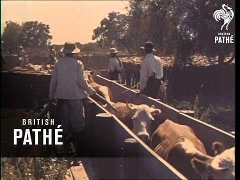 Argentine Cattle Ranch (1960-1969)