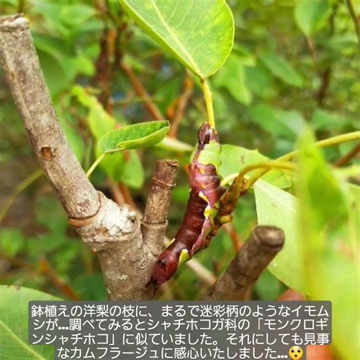 鉢植えで育てている洋梨のラ・フランスの枝に、まるで迷彩柄のようなイモムシが…調べてみるとシャチホコガ科の「モンクロギンシャチホコ」に似ていました。それにしても見事なカムフラージュに感心いたしました…😯