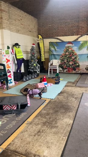 Dinky is a little sniffy tornado who had an amazing time at the Barn! If you have a dog who never tried Scentwork now might be the time! Message us and arrange your intro session!#sniffandlearn #scent #scentwork #dachsundsofinstagram #dachsundoftheday #puppy #dogsofinstagram #letthemsniff #sausagedog #weinerdog #scenthound #clever dog #miniaturedachshundsofinstagram | Sniff and Learn K9 Academy