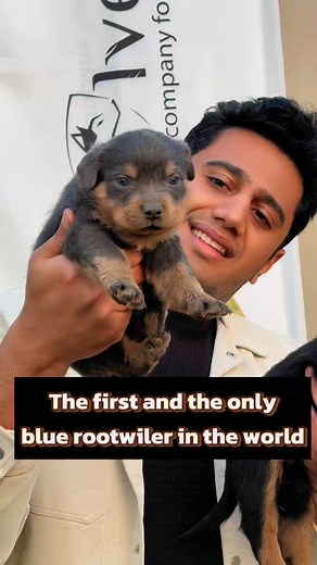 The first and the only blue rootwiler in the world 😍🥰💪 #basemhunt #dog #dogs #doglover #rottweiler | Basem Hunt