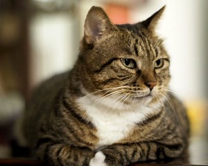 American Bobtail: Cat Breed Information & Characteristics