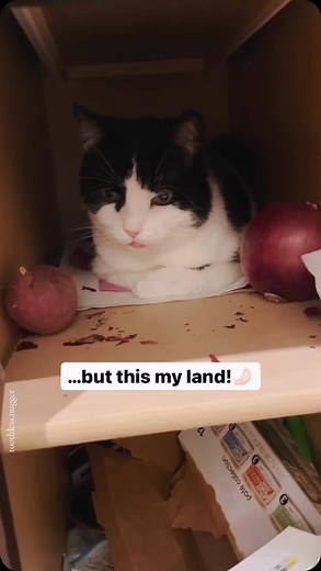 a confused blep protects his babies #cat #toothlessnugget #potatocat | Toothless Nugget