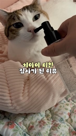 🐱Cat Tooth Fairy #WebnovelWriterVlog #Cat #CatFood #cat #pets