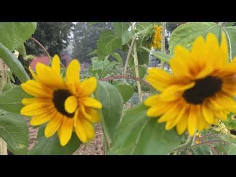 Romanticize your Morning (subliminal)