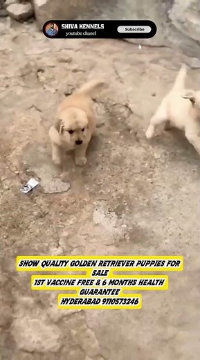 #goldenretriever Puppies For Sale #dogbreed