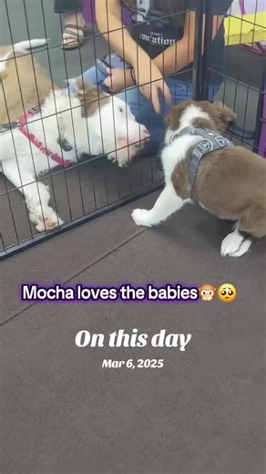 Puppy Great Start class begins a new 6 week session Saturday March 14th at 10am at LA's Dog Trainer!! Puppies need to meet & socialize with as many 🐕 dogs & people as possible during their Socialization Window. Did you know that the Socialization Window closes at 12 weeks of age? During this period puppies are like 🧽 sponges. This is when they process new information such as sights, sounds, scents & more. Puppy Great Start & Puppy Socialization Saturdays give your puppy the best chance to lear