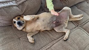 Chunk got his name because he would eat dinner, then he would walk over to a patch of grass and flop over onto his side like he was too full to go on. It's come to be a very fitting name. He's a chubby boy! Chunk is very outgoing. He is probably the most affectionate of all the puppies, which is saying something because they're all very affectionate. Chunk's kryptonite is a good belly rub! He will run up to you, and as soon as your hand reaches down to pet him, he's on his back, little legs kick