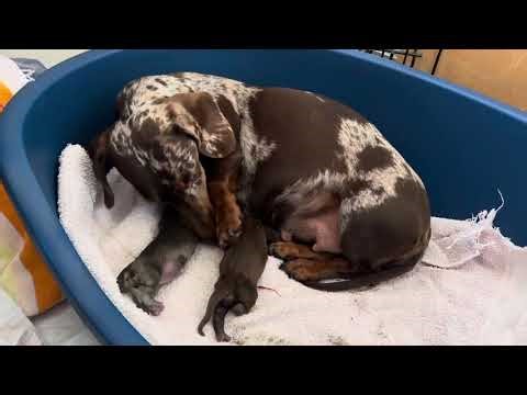 Mini dachshund is giving birth to four beautiful puppies