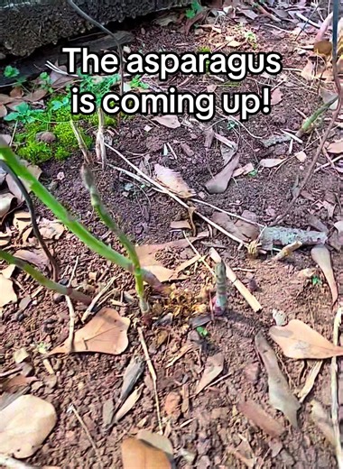 My asparagus is already coming up and I’m picking the first spears of the season! There’s nothing quite like harvesting something that comes back stronger year after year. I’m especially excited to see the new variety I planted last year start to emerge. Gardens are the best reminder that patience always pays off. 💚 #GardenLife #aspargus #GrowYourOwn #SpringGarden #HarvestSeason