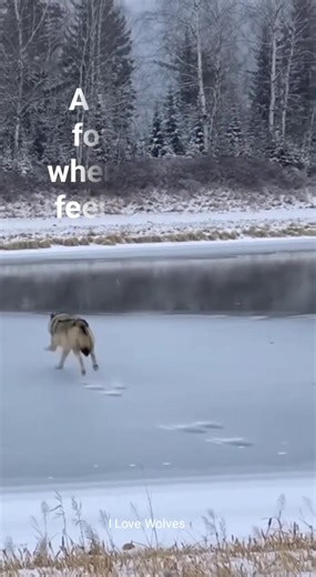 A wolf moves forward even when the ground feels uncertain. #ILoveWolves #WolfWisdom #StayWild #WolfSpirit #NaturePower #MotivationalReels #WildAndFree | I love Wolves