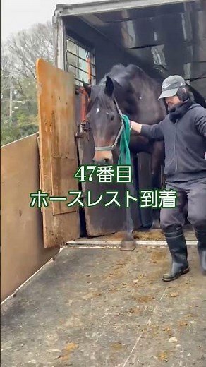 【2025.12.31】🔵保護47頭目の #サクラ の近況！ 肉用馬の肥育場からの #引退馬 #Retouch #リタッチ #引退競走馬 #馬｜河内長野市・八街市・山武市