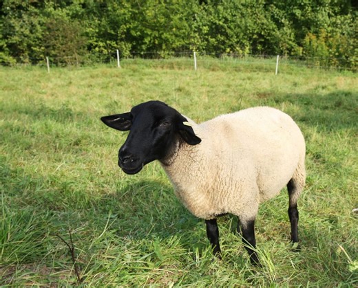 Dorper Sheep are Sensible, Easily Worked Animals