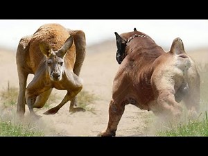 Only These Dogs Could Defeat a Kangaroo