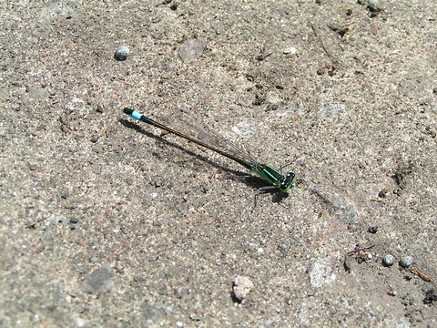Blue-tailed damselfly | The Wildlife Trusts