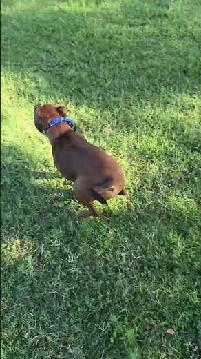 Happy Staffy’s Ultimate Park Day! 🐾 | Energetic Staffordshire Bull Terrier Plays Fetch