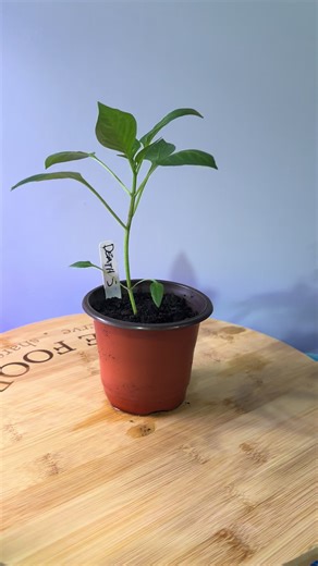 DEATH SPIRAL PEPPER #pepper #plant #garden #scoville