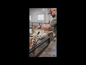 Animal chiropractor faces his biggest challenge - cracking a giraffe's neck