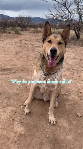 😭😭😭 #zero #workingdogsoftiktok #dogtraining #doglife #workingdog #fypツ #dogbitetraining #protectiondog