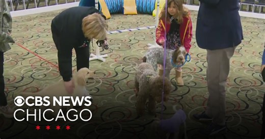 Great American Dog Show at Tinley Park Convention Center