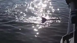 "Silent NEMO" -- The US Navy has a robotic fish that is designed after a bluefin tuna with a stated goal of inspecting ships and ports - [ VIDEO: YouTube / DVIDS ] | Good Morning America