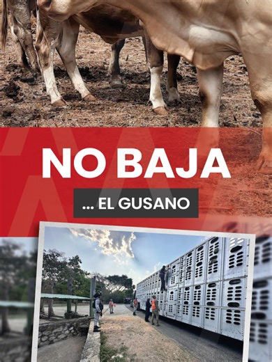 Más de 5 mil casos de gusano barrenador lleva acumulados Chiapas La situación fitosanitaria de Chiapas es compleja, pues en el mes de diciembre sumó cerca de mil nuevos casos confirmados de gusano barrenador y, a la fecha cuenta con un acumulado de 5 mil 379, lo que lo mantiene como líder nacional con la presencia de esta plaga.