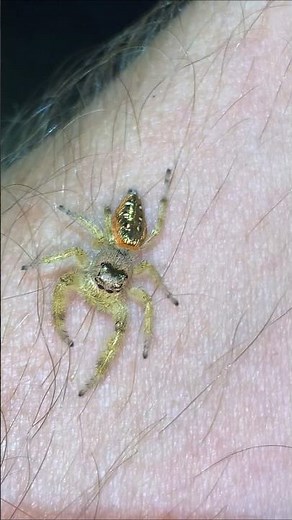 Holding the Golden Jumping Spider #jumpingspider #arachnids #spiders