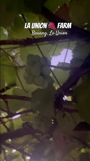 LA UNION GRAPE FARM at Bauang, unique agri tourism. #philippines #launion #grapefarm