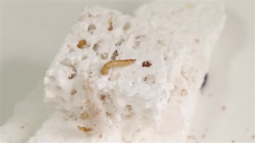 Serbian scientists experiment with mealworms to degrade polystyrene