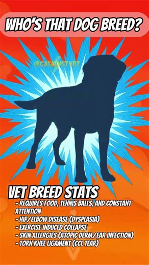 Who's that dog breed ep. 25